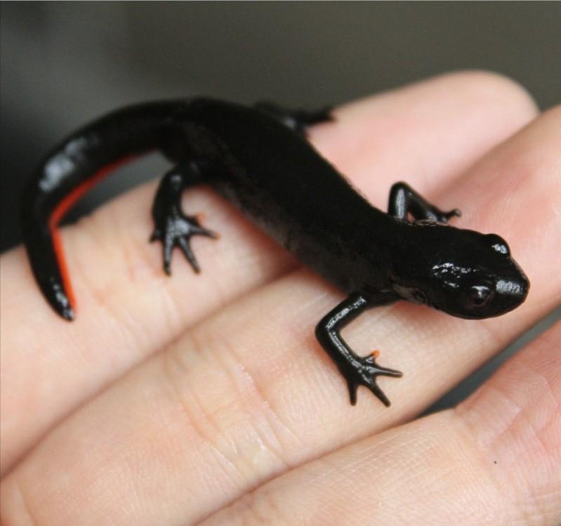 五毒有壁虎还是蜘蛛,五毒为什么是壁虎而不是蜘蛛