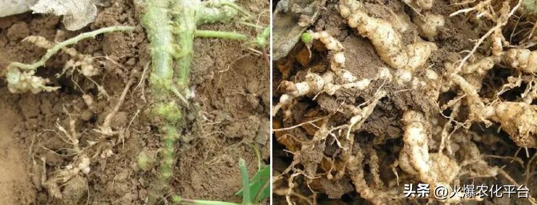 常见的杀线虫药剂有哪些,杀线虫的正确方法