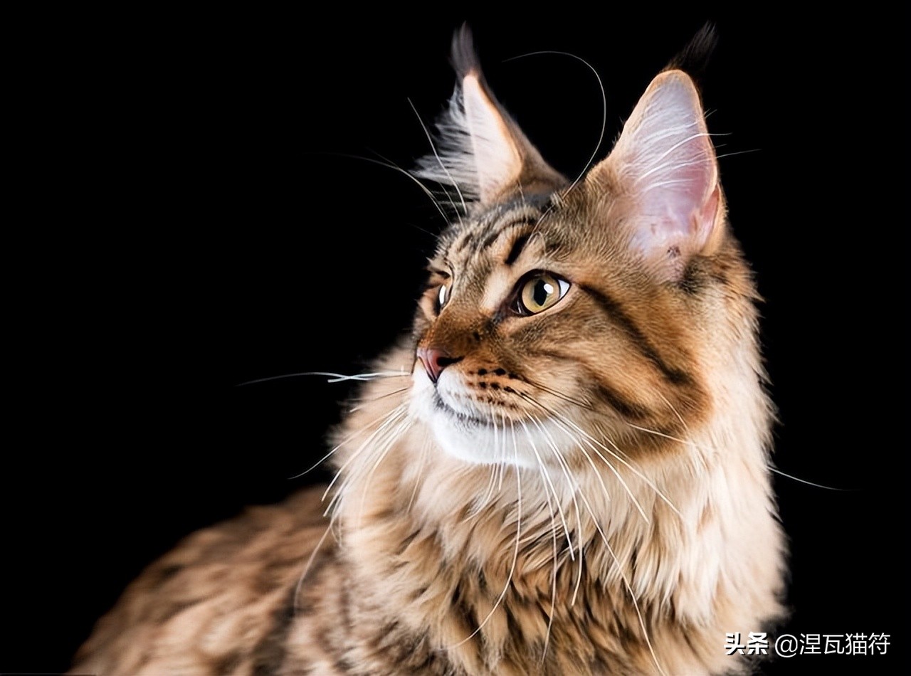 缅因库恩猫银虎斑,缅因猫浅银虎斑