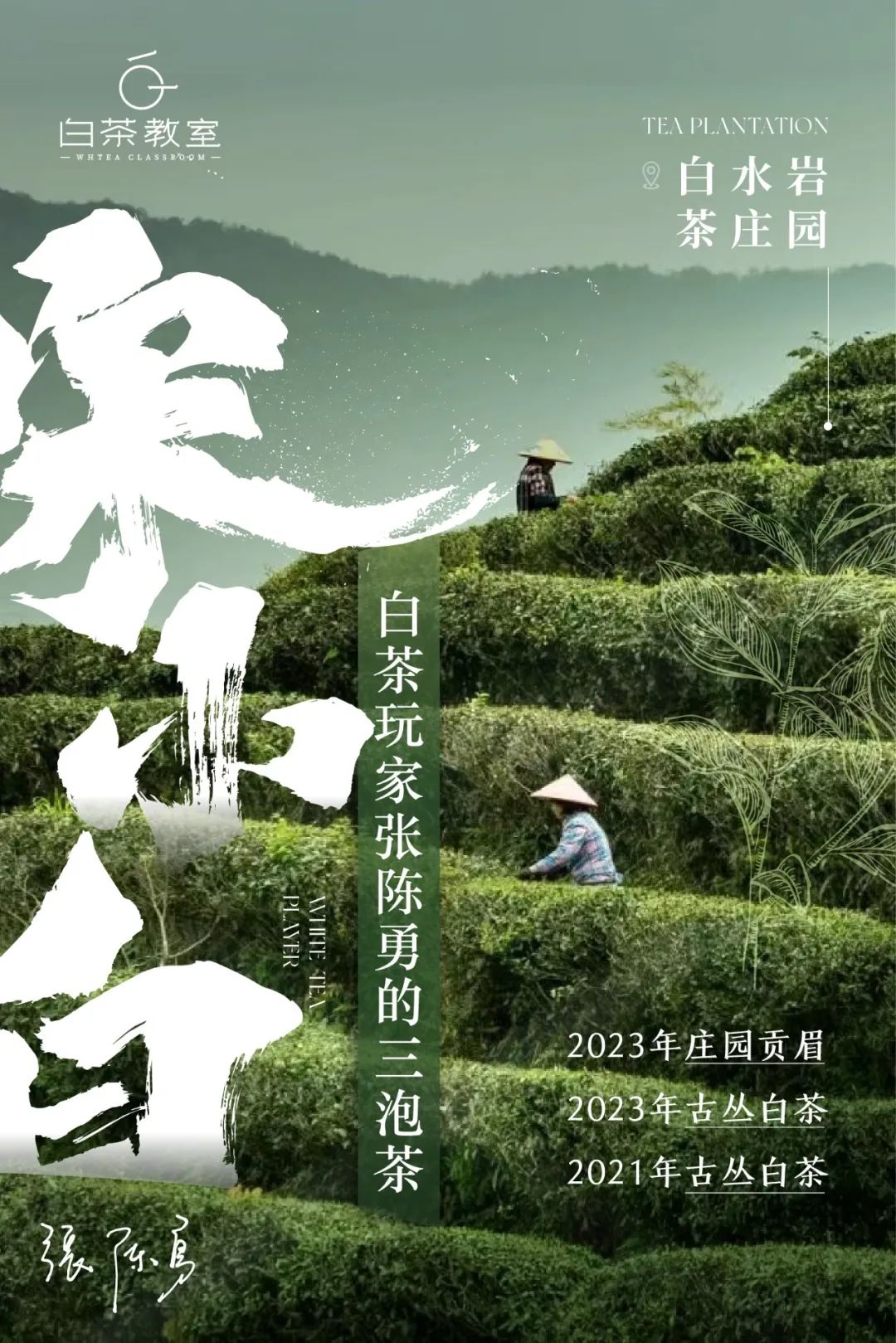 今晚有茶|来自“白水岩”的三泡茶，山水之间的柔和刚