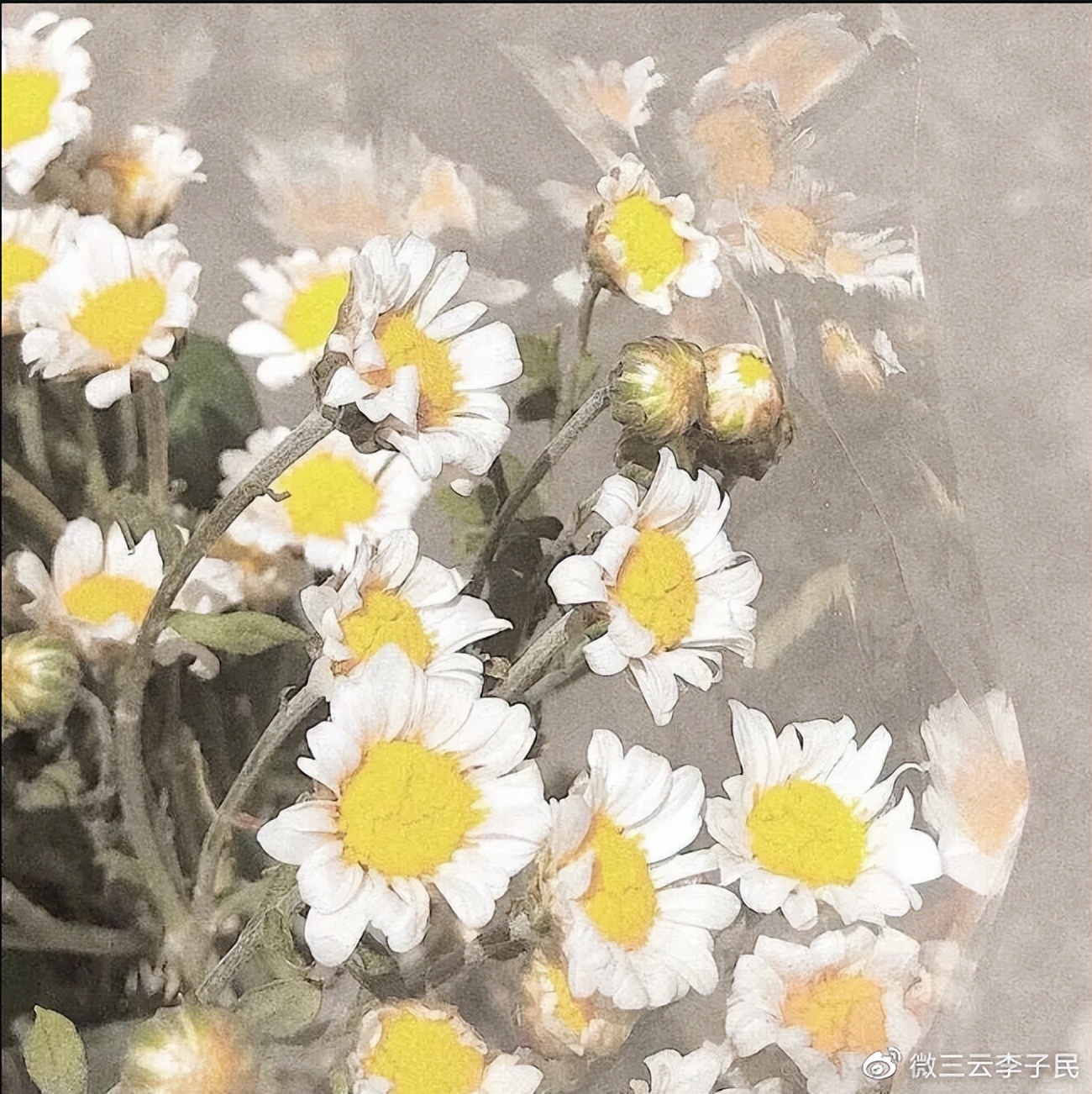 链动2+1如何做区域代理,链动2+1模式如何招商