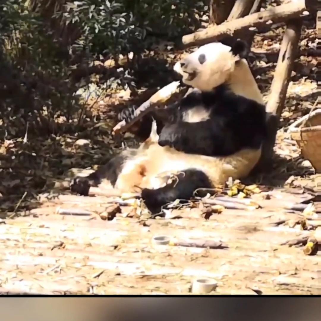 小说推文深入交流,草莓尖尖小说推文