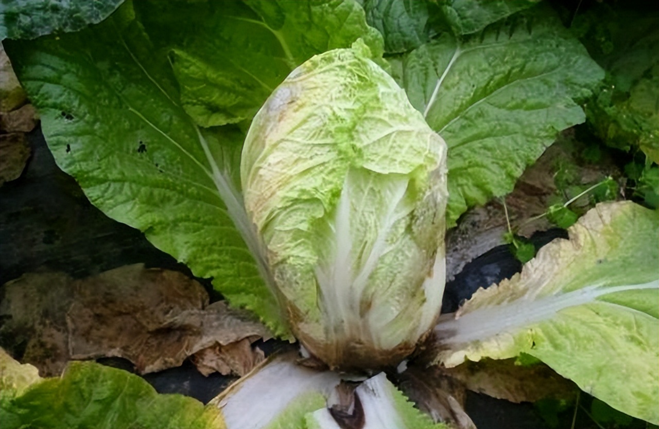 喷了甲醛的白菜怎么处理,喷过甲醛的白菜什么样