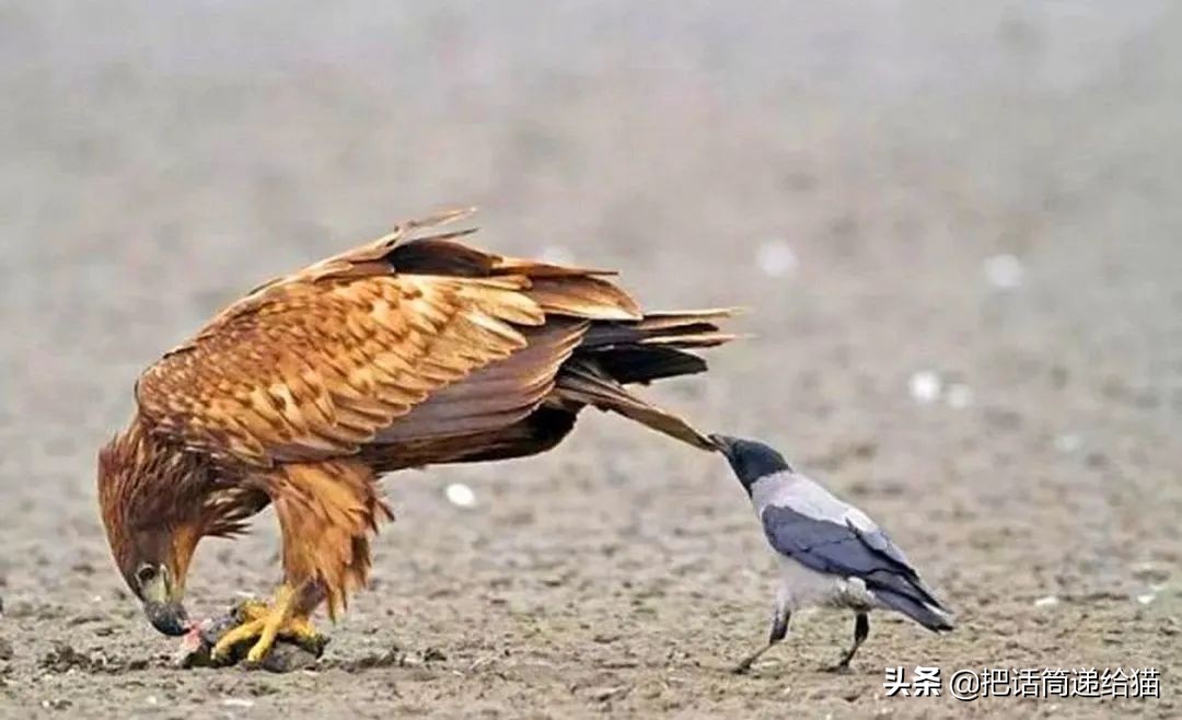 女孩救下一只差点被货车撞死的猫,小女孩救下乌鸦被夺走眼睛