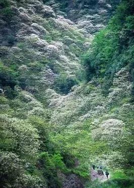 油桐：人间“五月雪”，抗日英雄今记否？