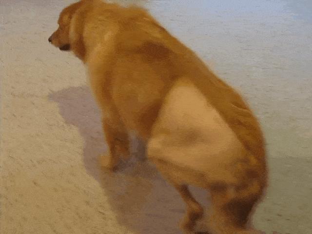 狗狗发出咯咯的声音是怎么回事,狗狗咳咳咳好像卡喉咙似的怎么办