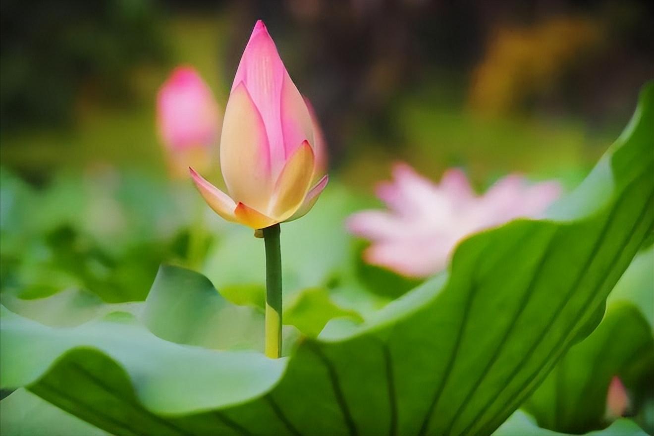 70句唯美荷花诗词,关于荷花的绝美诗句