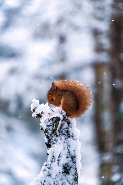 苏格兰男士为什么要穿短裙,苏格兰男士穿短裙