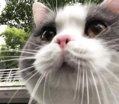 猫咪舔嘴就是嘴馋？答案可没那么简单