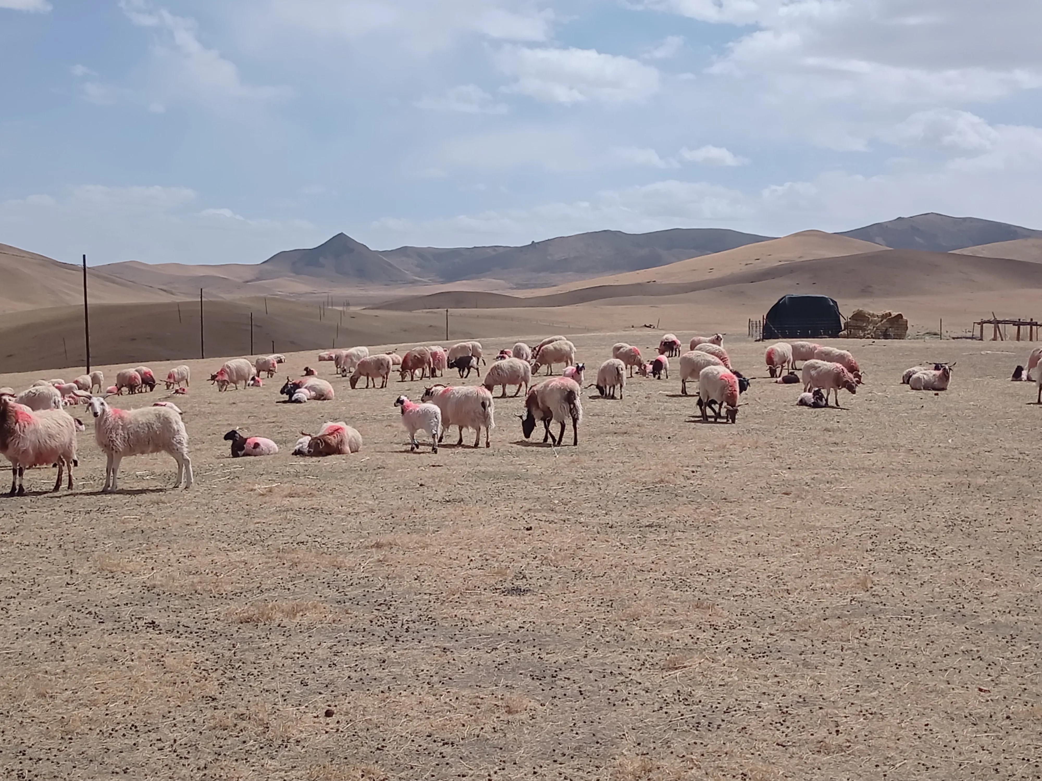 养羊最近几年的前景如何,养羊的利润和投资风险