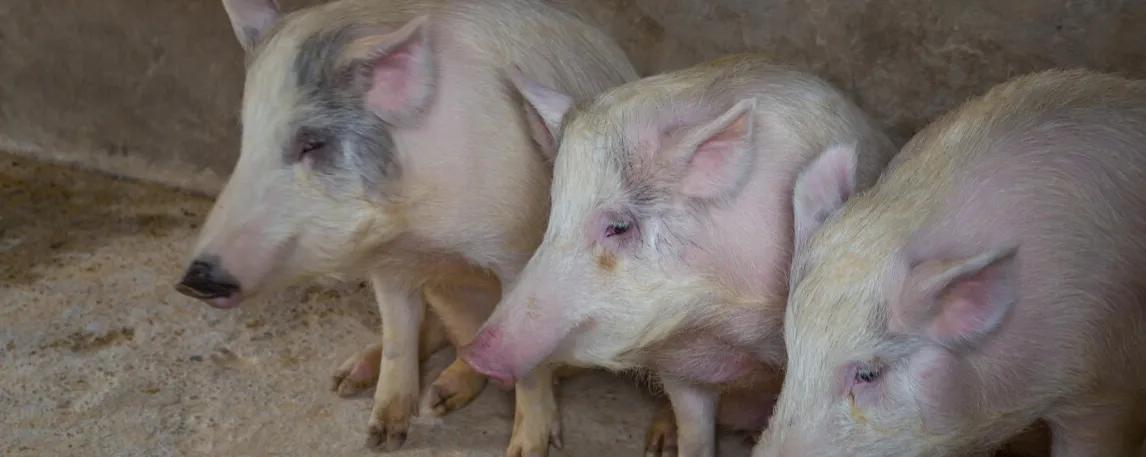 小猪佩奇古诗词故事,小猪佩奇游子吟