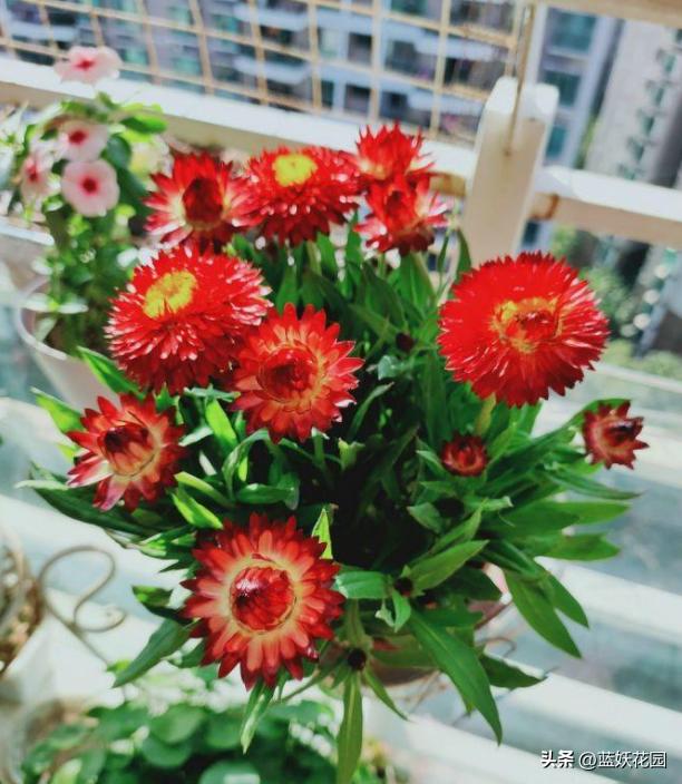 麦秆菊什么时候开花,麦秆菊永生花