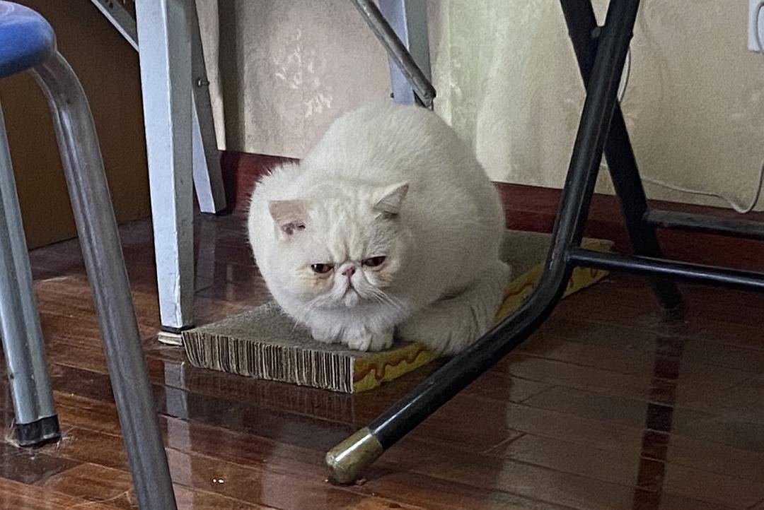 猫咪的迷惑行为和奇怪的睡姿,看猫咪的睡姿判断它的警惕性