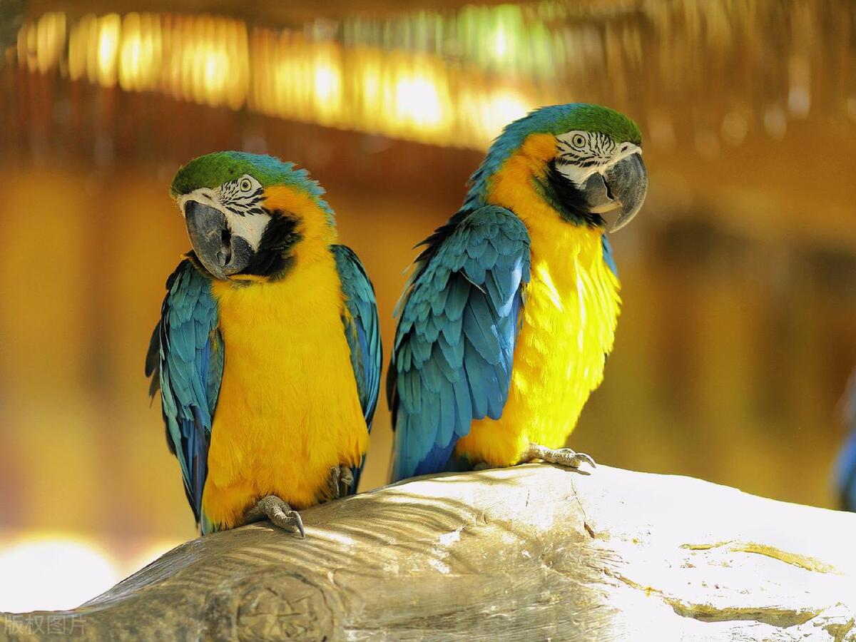 鹦鹉常见15种病,玄凤鹦鹉常见的20种行为表现文库