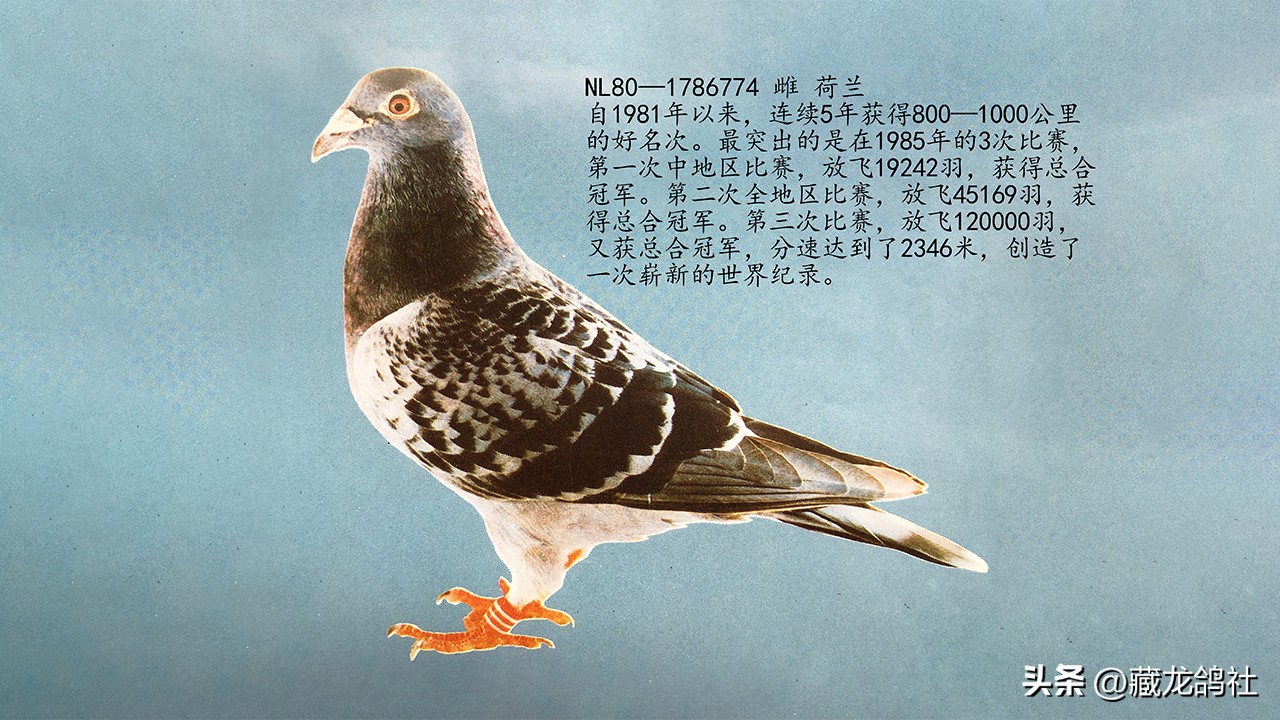 幼鸽眼肿喘气治疗,幼鸽为什么会口黄