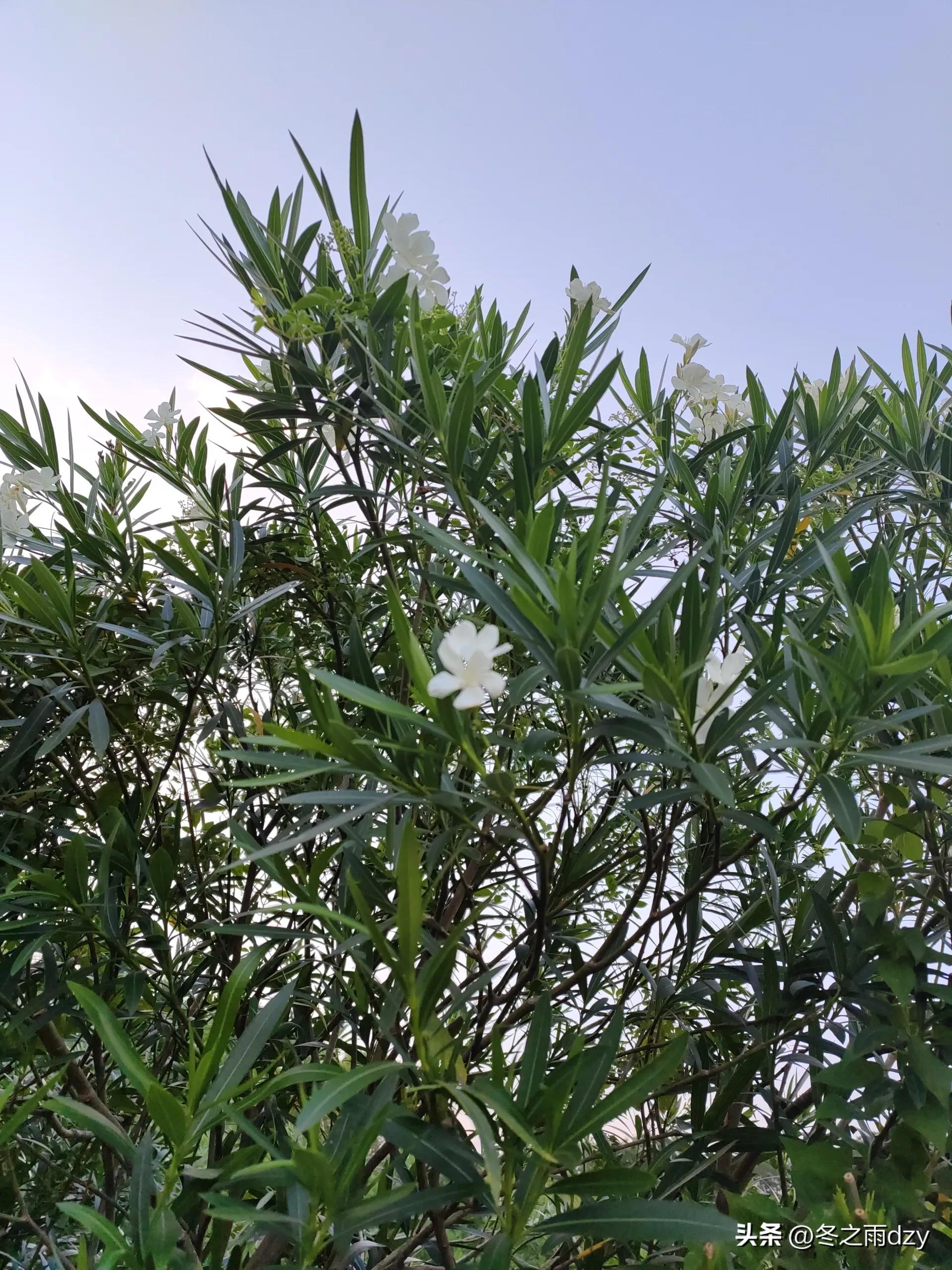 南昌舰主题园凤凰洲湿地公园,凤凰洲建军广场