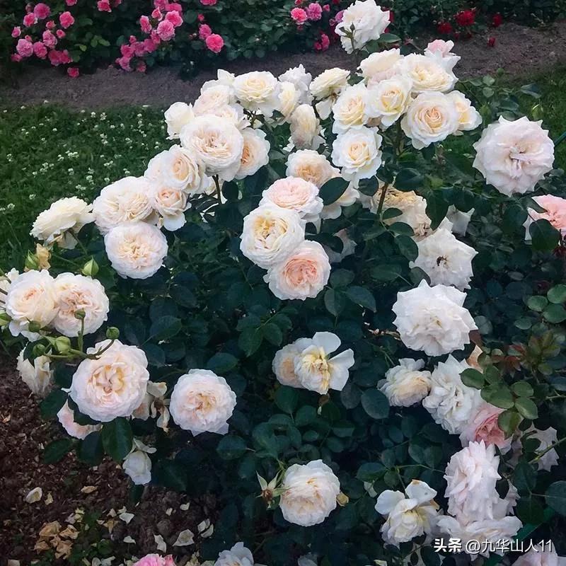 大花胖美人月季有几个品种,适合阳台养的大花月季品种