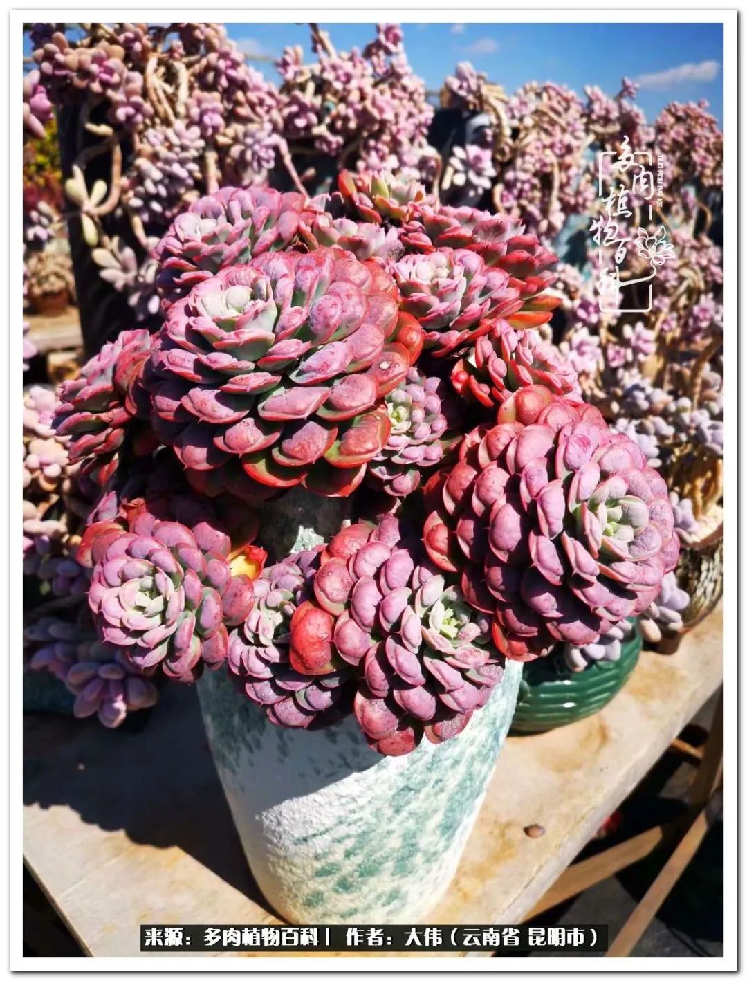 多肉的美在于姹紫嫣红,多肉年年开花