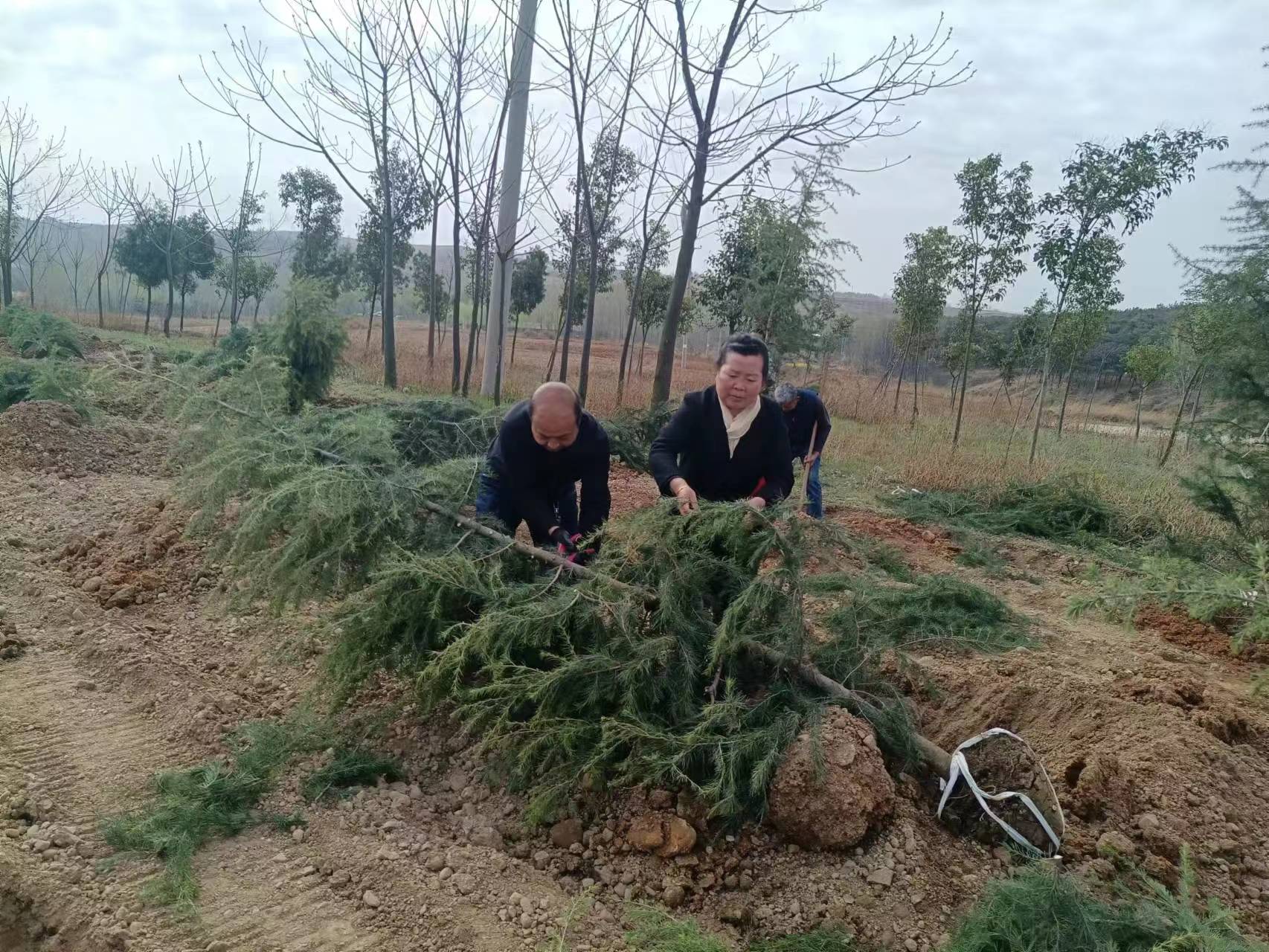 南阳朱家富：苗圃梦开出植树花