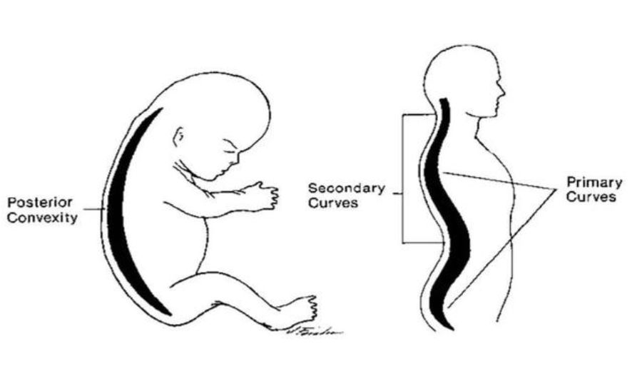 宝宝趴在枕头上对脊椎不好吗,宝宝能抱着睡吗会影响脊椎发育吗