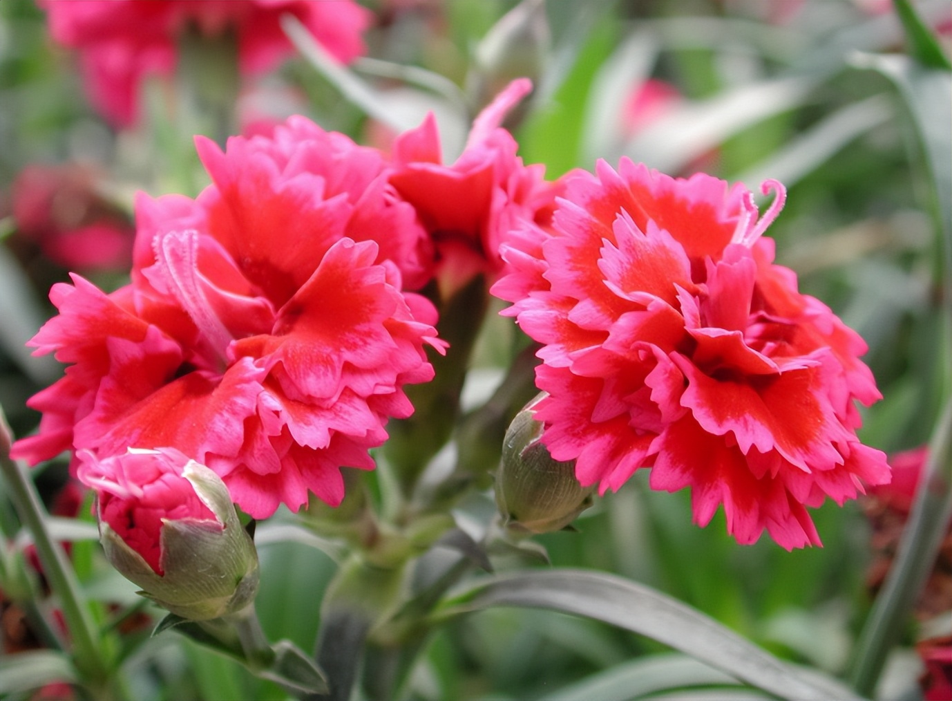 仙人掌墨西哥国花,仙人掌哪个国家的国花