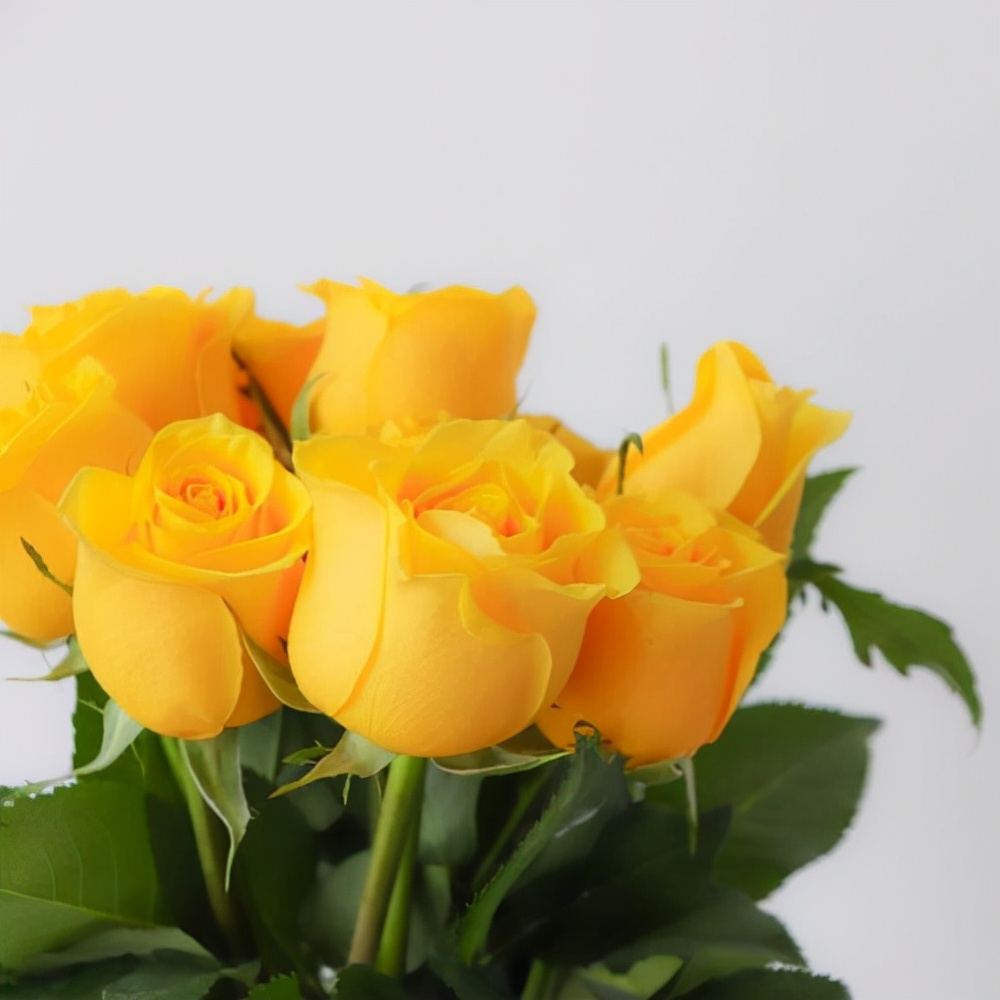 玫瑰花有几种颜色各代表什么意思,不同颜色的玫瑰花表示的寓意不同