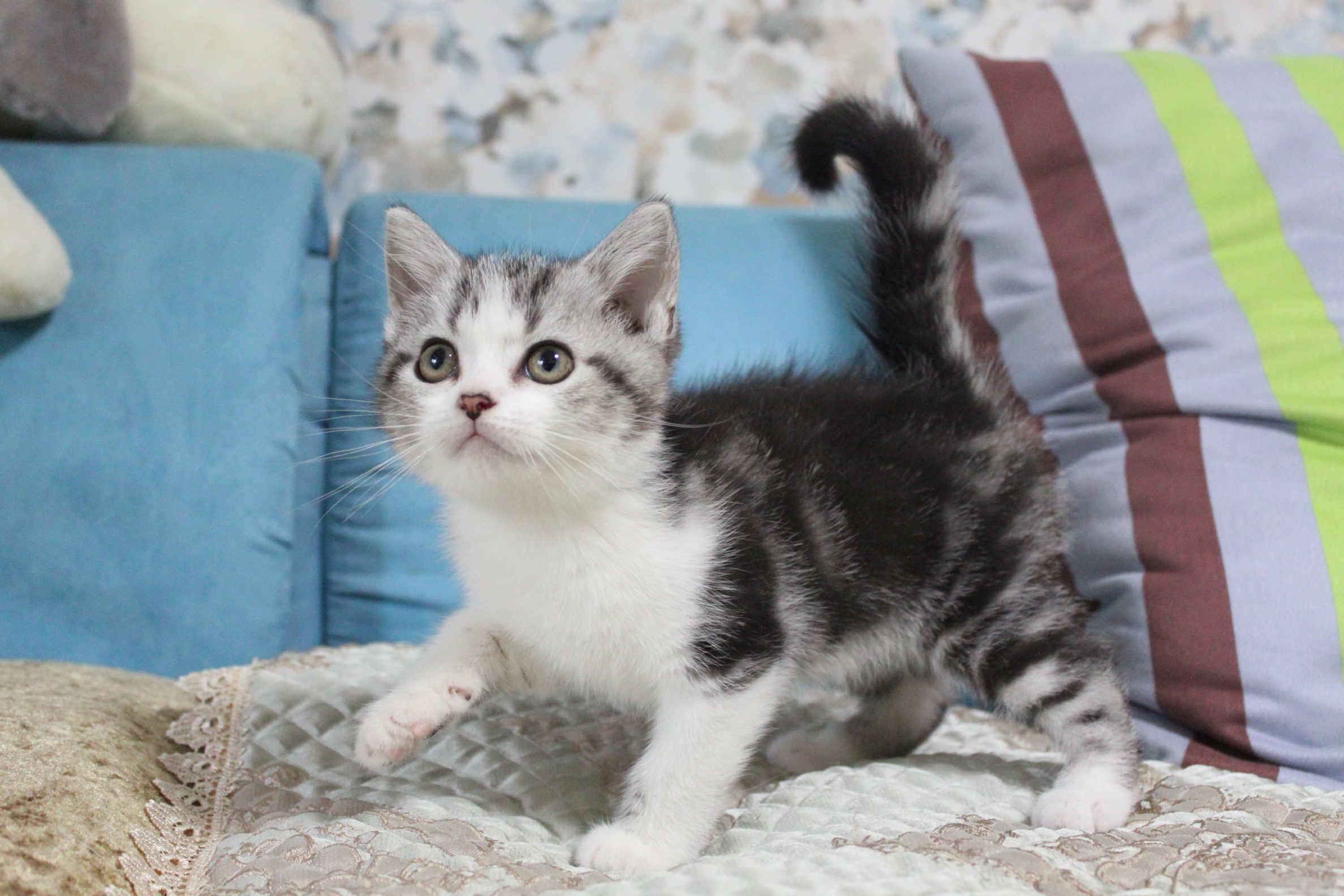 宠物猫和土猫吃的是一样吗,宠物猫和土猫战斗力