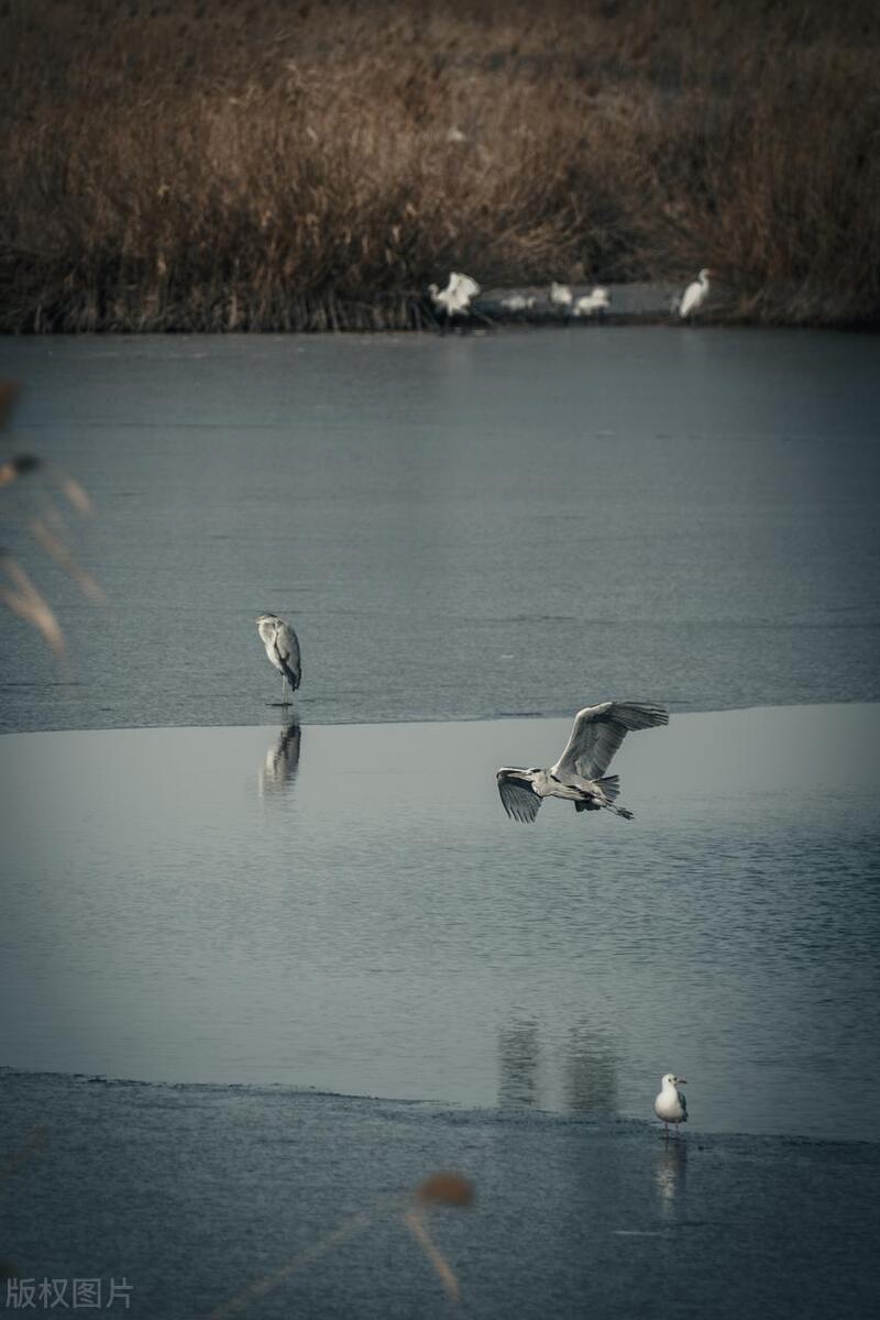 七里海湿地自然保护区可以参观吗,宁河七里海湿地图片