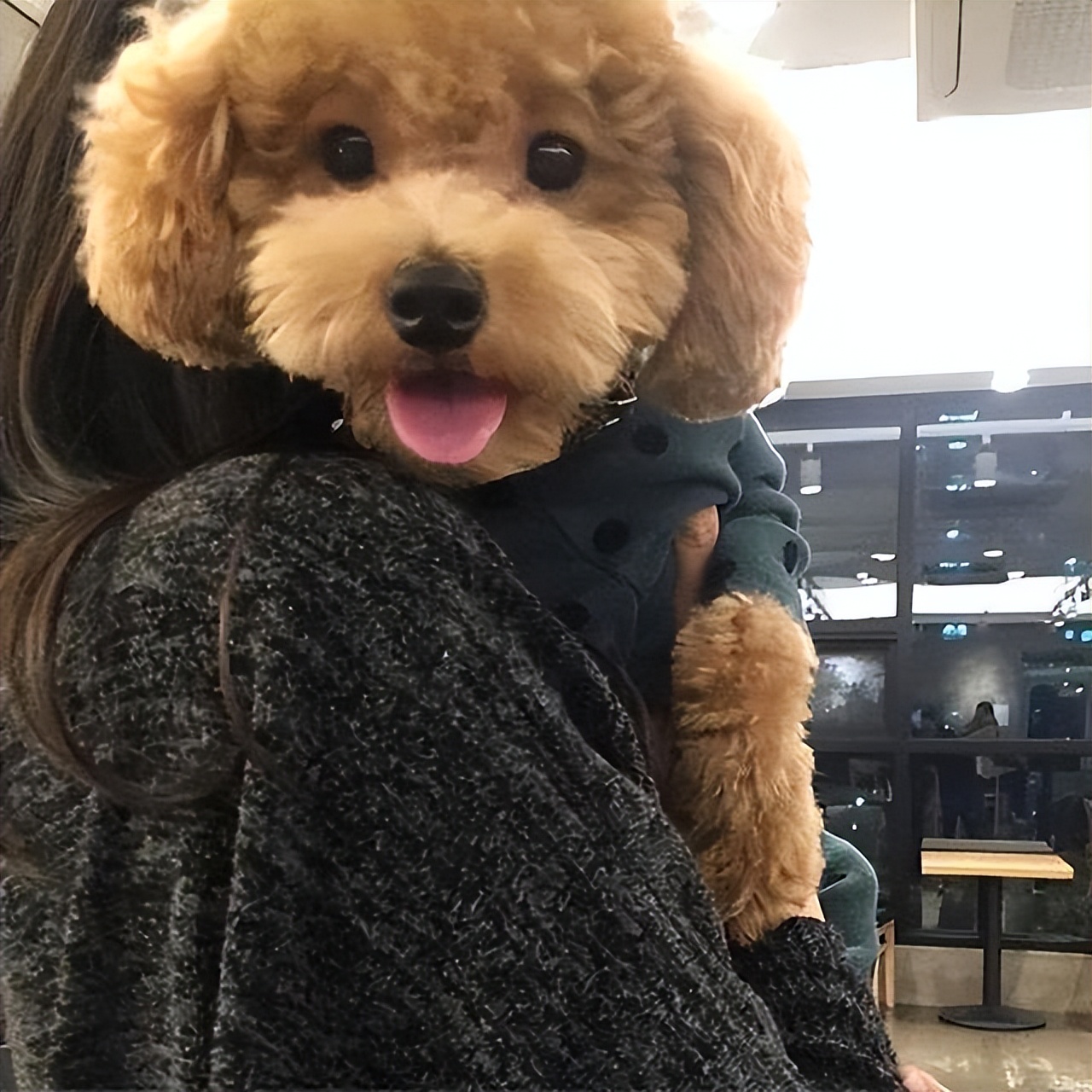 泰迪喜欢干的事,泰迪喜欢主人经常会有这些表现