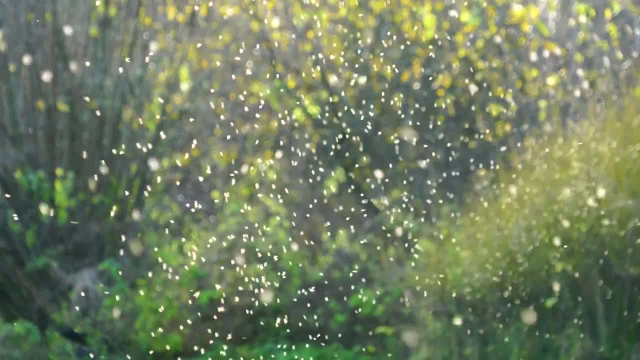 为什么最近苍蝇蚊子冬天还这么多,苍蝇和蚊子怎么过冬的