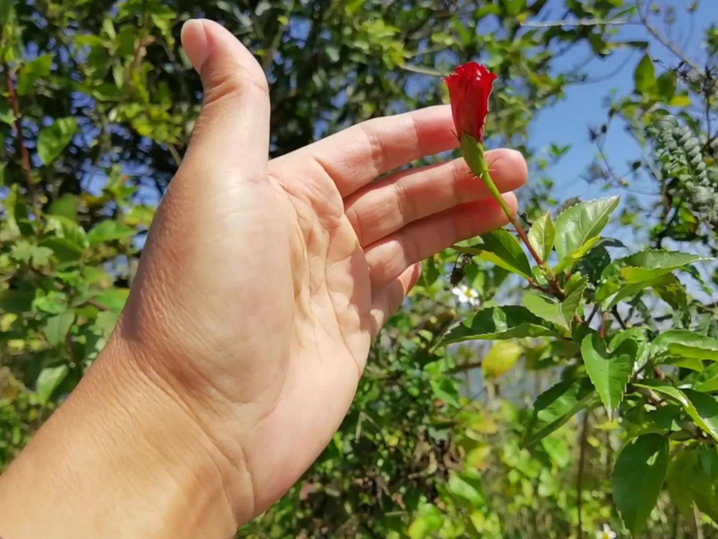 春夏之交，越来越多的花含苞欲放，这一百种娇媚蓓蕾真是美不胜收