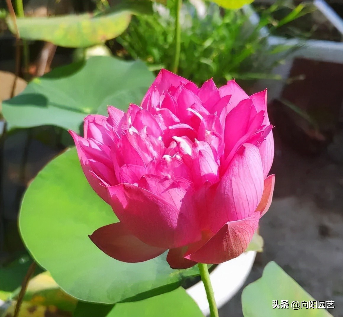 怎样种水中圣母碗莲,水中圣母碗莲种植教程