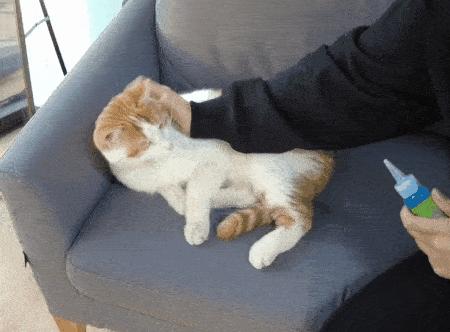 猫咪洗澡耳朵进水了怎么办,猫咪在宠物店洗澡做出的应激反应