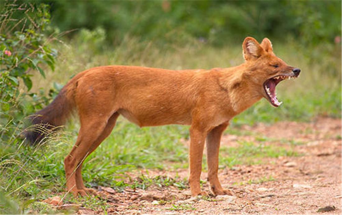 5只红毛野犬现身祁连山，围捕了1只岩羊，猞猁在旁边看着不敢上前