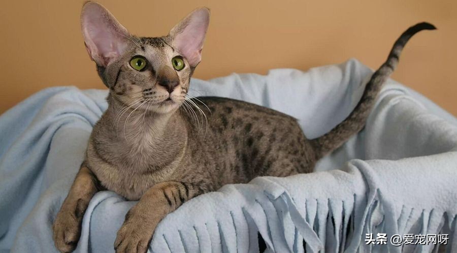 玳瑁猫咪是什么品种,猫咪品种大全及图片