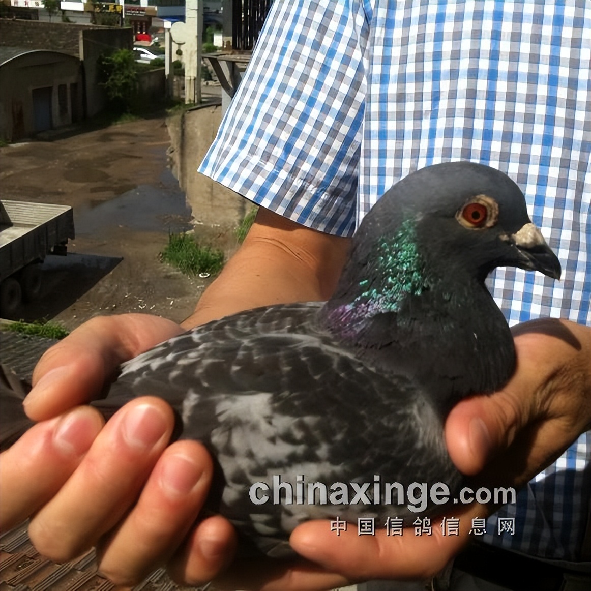 哈密超远程冠军信鸽图片,超远程赛鸽纪录