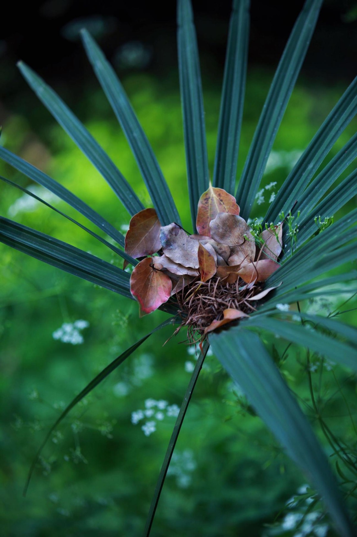 双鱼座离不开仪式感,双鱼座很讲究细节