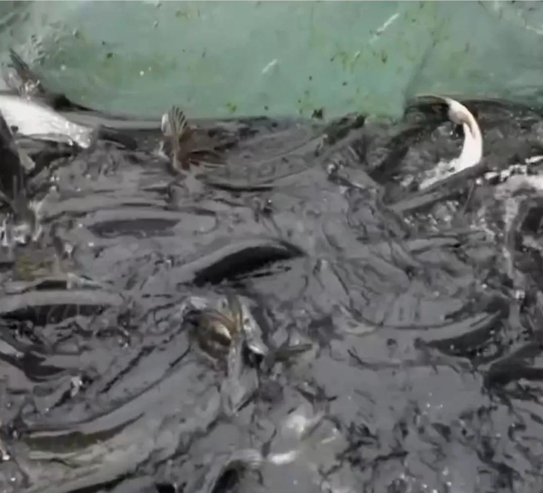 承包鱼塘也能年入百万,男子承包鱼塘后续