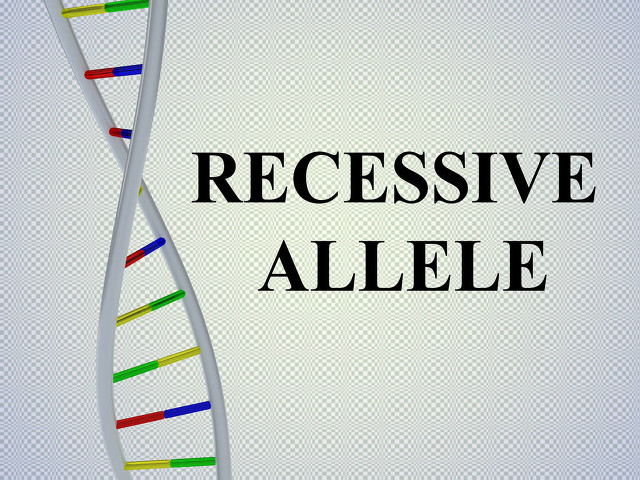 法国牛品种有哪些,全世界牛的种类和分布