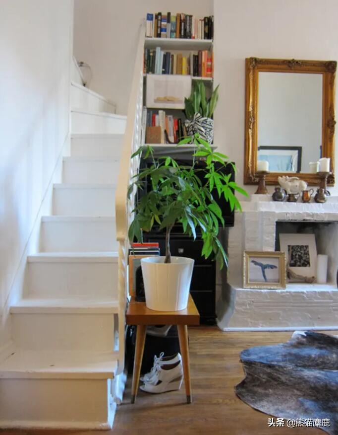 所有关于摇钱树植物护理，从土壤到浇水