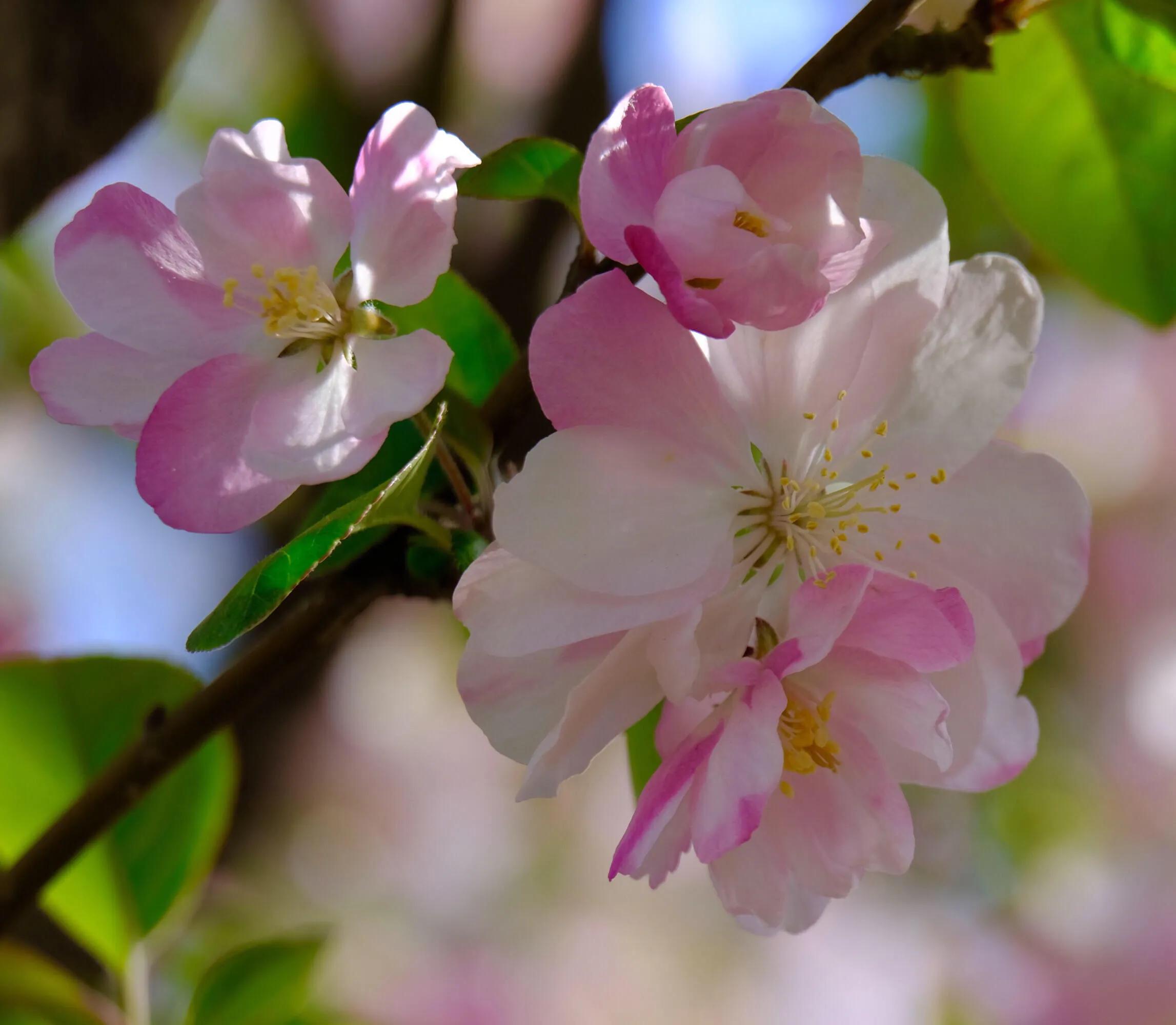 西府海棠花白色,西府海棠花骨朵