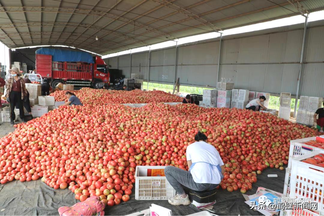 厉害了！鹤壁这个村种菜种出“国家级”名片