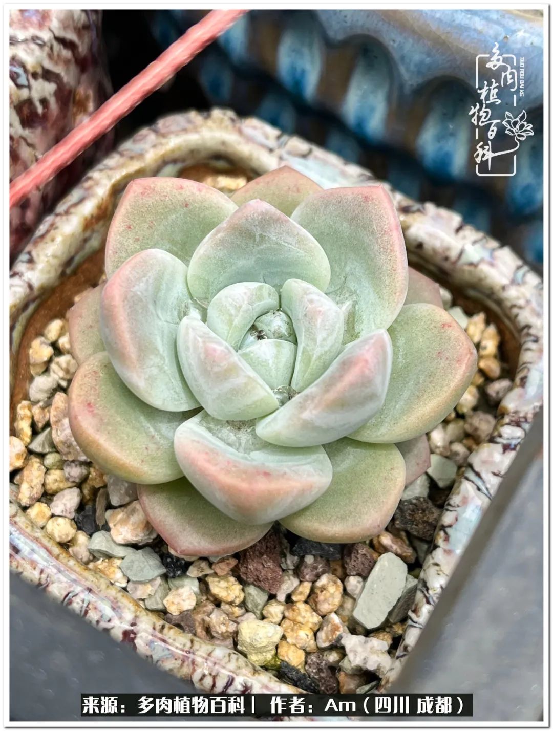 多肉小盆友生活多姿多彩,多肉小精灵福享不停