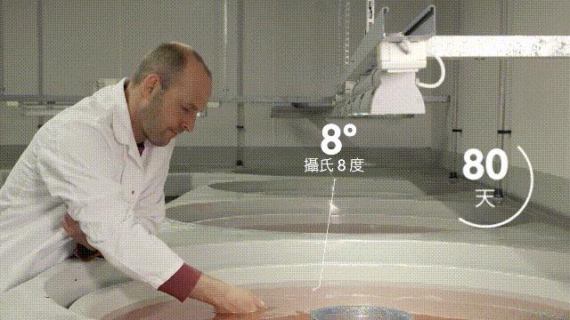 国内的假三文鱼是什么鱼,哪种才是真正的三文鱼