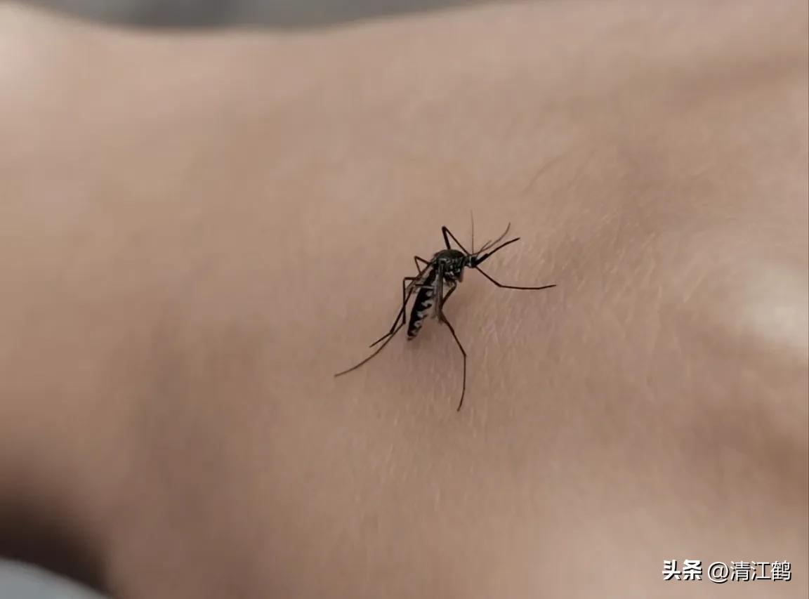 蚊香氯氟醚菊酯0.08和0.03哪个好,蚊香氯氟氰菊酯0.05和0.08哪个好