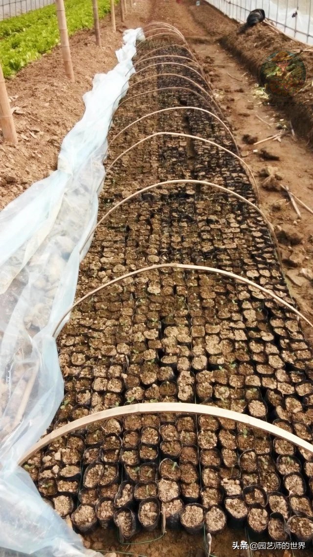 种植100万亩芦笋需育苗多少亩,带根芦笋怎么种植