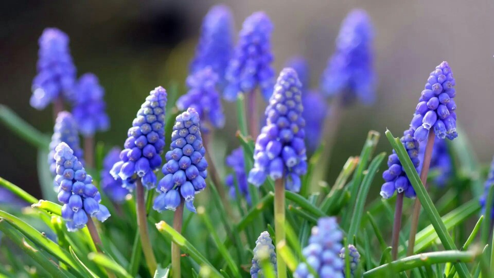 适合春季赏花的花,视觉盛宴五种赏花名花供您选择