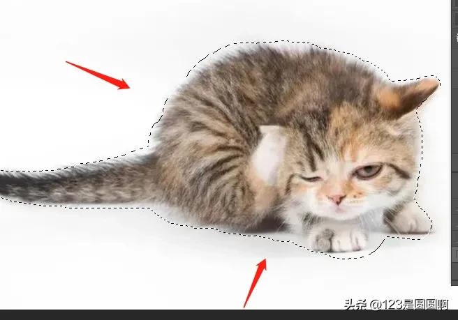 ps制作猫咪眼睛,ps怎么扣猫咪