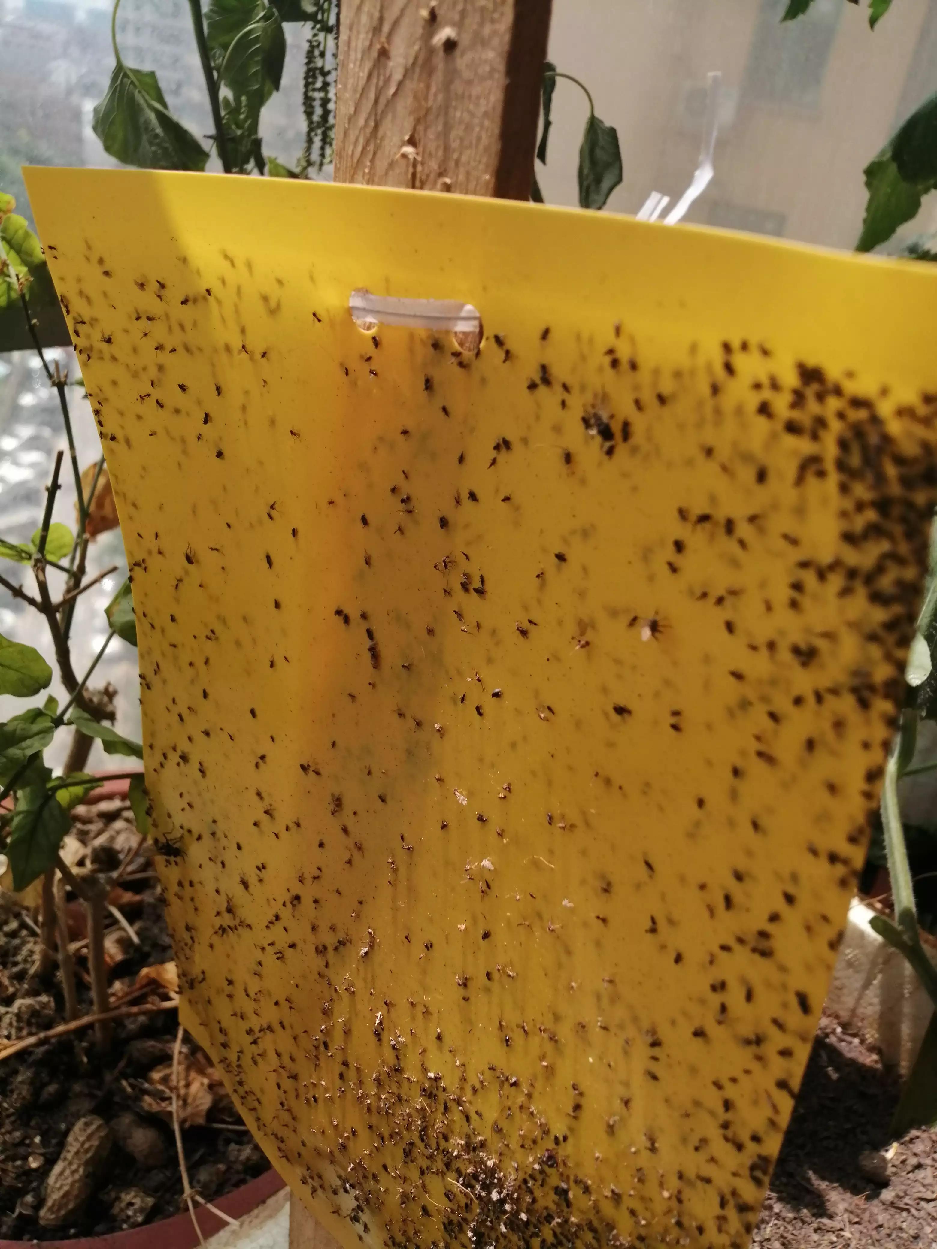 阳台种菜怕蚊虫怎么办,阳台种植蔬菜怎么防止土生虫