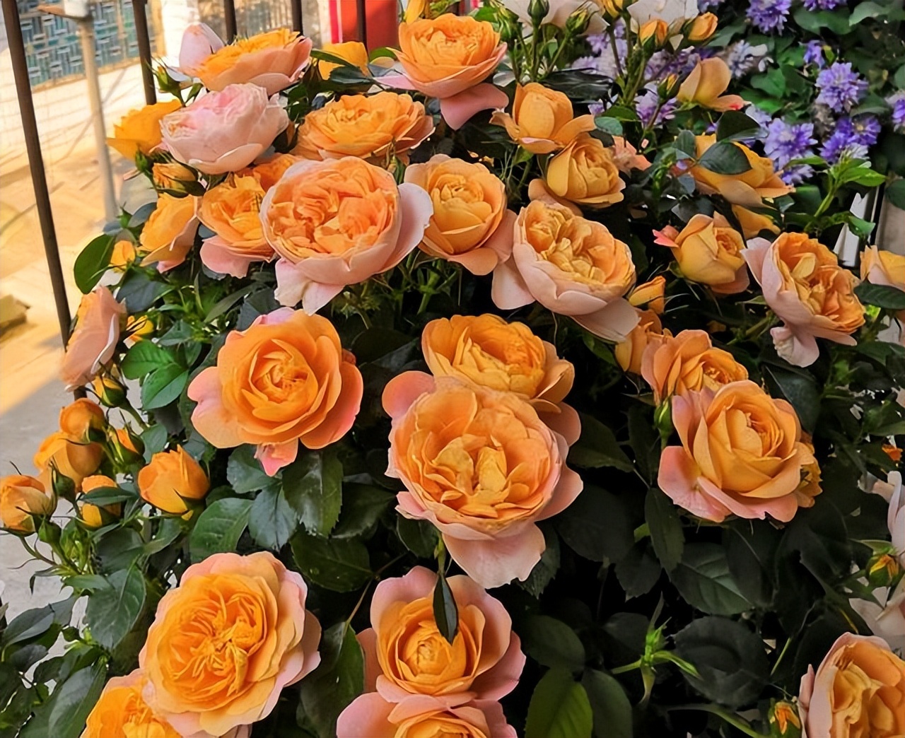 养花土里放什么东西可以使土松弛,养花土上面的颗粒